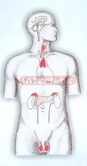 HANGING HUMAN ENDOCRINE SYSTEM MODEL